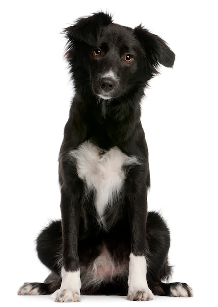 Border Collie, 8 mois. Portrait de chien isolé