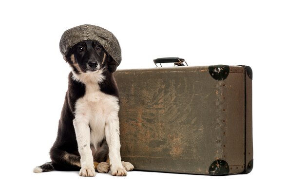 Border collie assis à côté d'une vieille valise