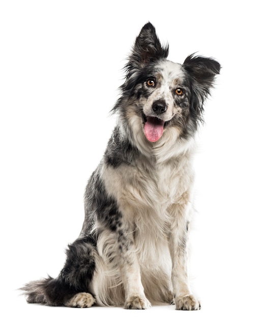 Border Collie assis devant un mur blanc