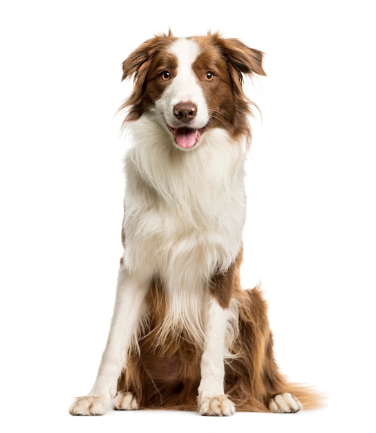 Border Collie assis en face de fond blanc