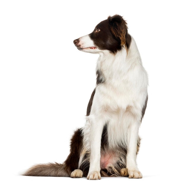 Border Collie Assis Sur Fond Blanc