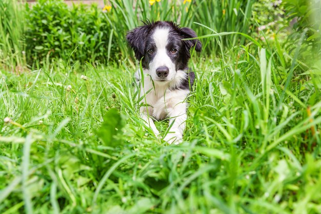 Border collie assis sur l'herbe dans le jardin