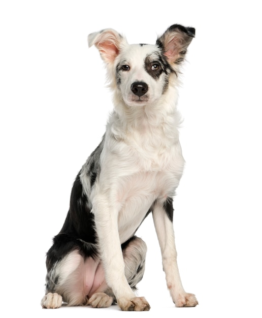 Border Collie assis, isolé sur blanc