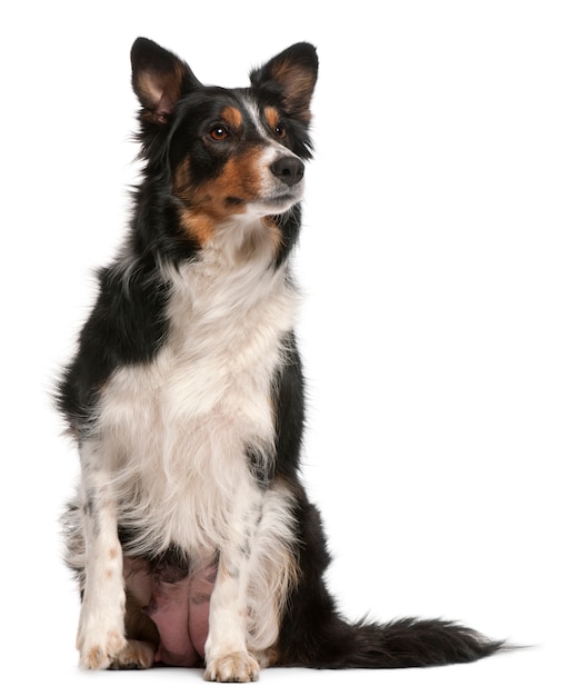 Border Collie assis