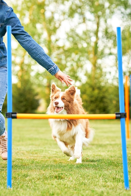 Border Collie blanc chocolat avec femme propriétaire