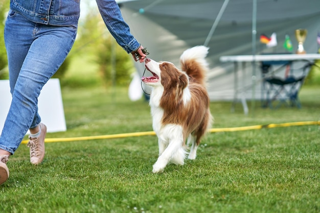 Border Collie blanc chocolat avec femme propriétaire