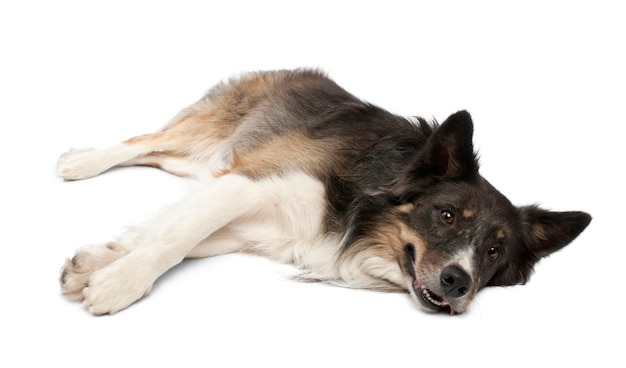 Border collie sur blanc