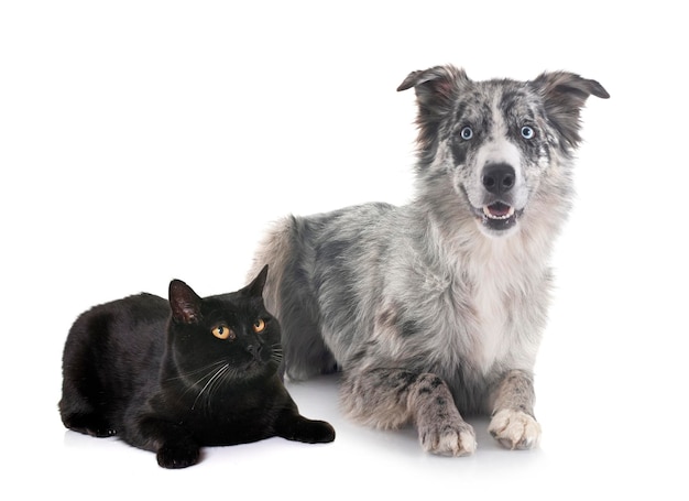 le border collie et le chat noir