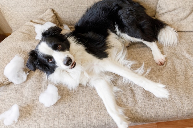 Border collie chien chiot ludique coquine après oreiller mordant méfait allongé sur le canapé à la maison.