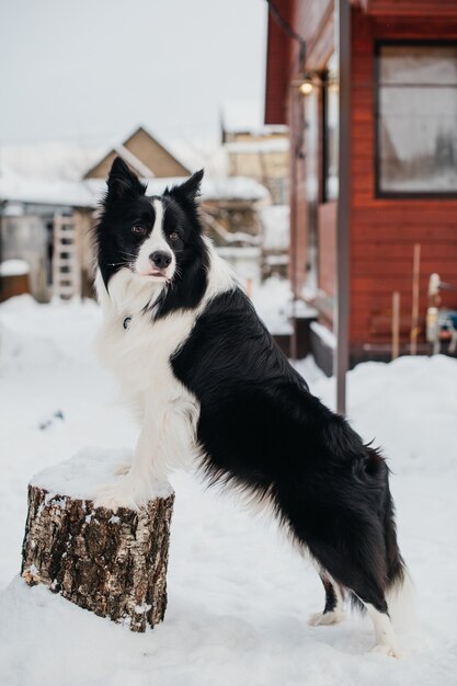 Border Collie chien debout sur la souche