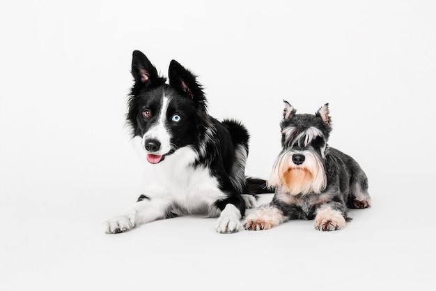 Border Collie et chiens schnauzer nain sur fond blanc