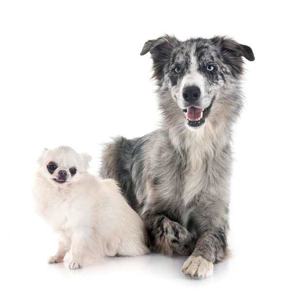 Border Collie et Chihuahua en studio