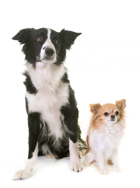 border collie et chihuahua