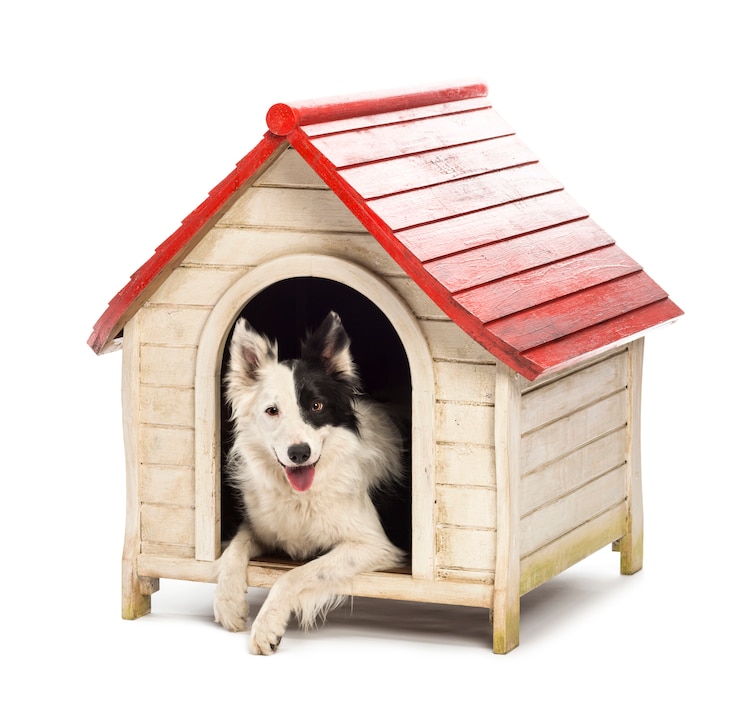 Photo border collie dans un chenil sur fond blanc