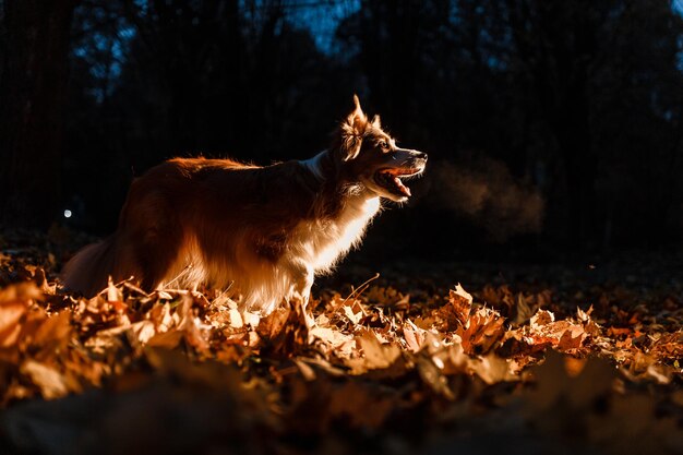 Border collie dans les feuilles d'automne la nuit