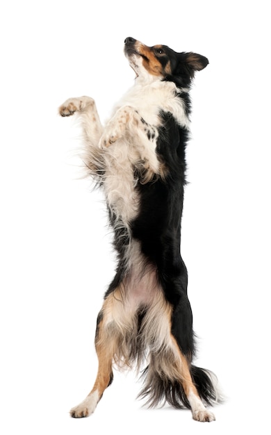 Border Collie debout sur les pattes arrière sur fond blanc