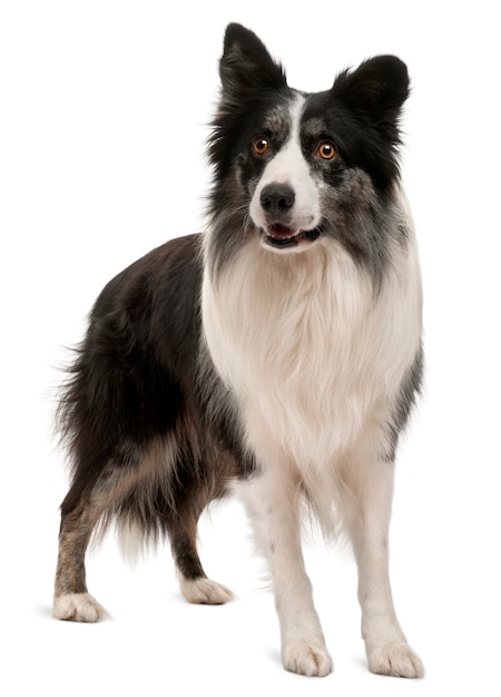 Border Collie debout