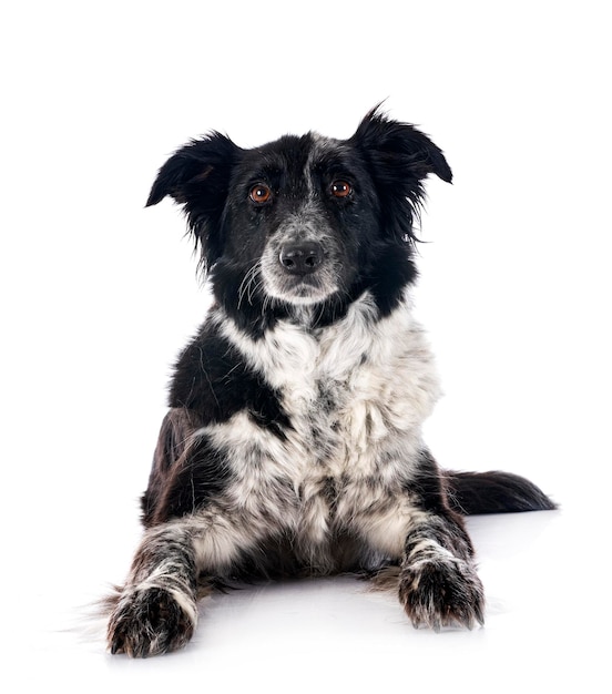 Border collie devant fond blanc