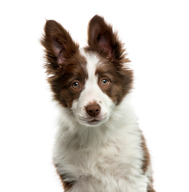 Border Collie devant un mur blanc