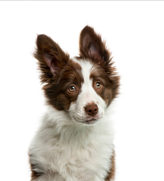 Border Collie devant un mur blanc