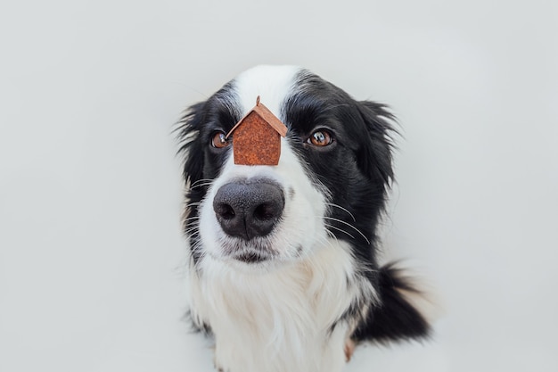 Border collie dog holding miniature toy model house sur le nez, isolé sur fond blanc