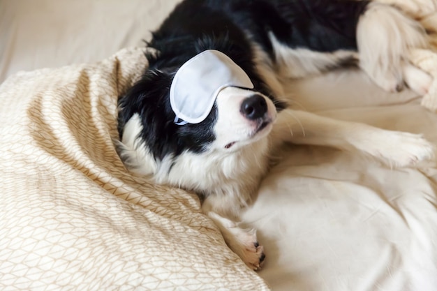 Border collie drôle avec masque de sommeil au lit