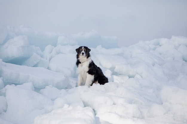 Un border collie est assis sur un tas de glace.