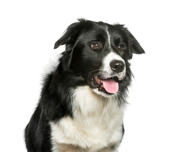 Border Collie en face de fond blanc