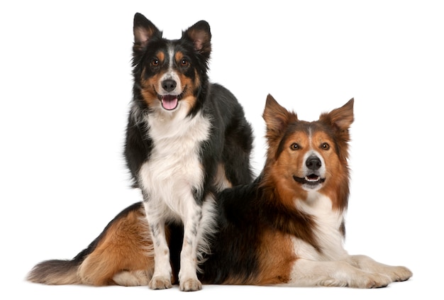 Border Collie masculin, 7 ans, Border Collie féminin, 3 ans,