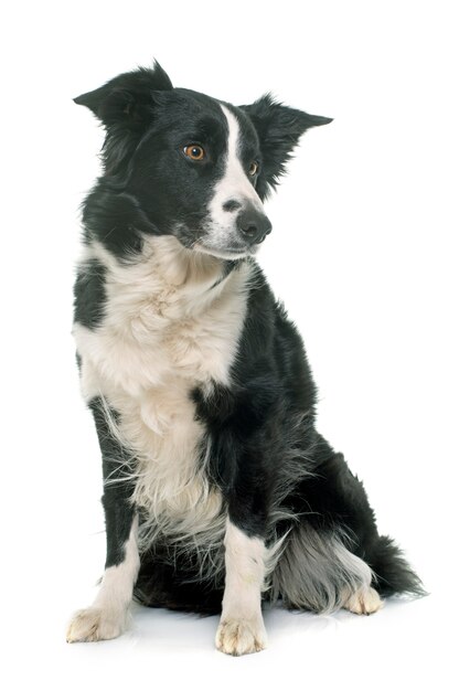 border collie noir et blanc