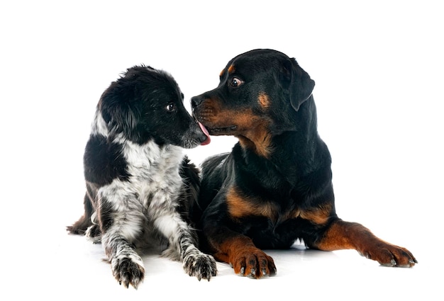 Border collie et rottweiler devant fond blanc