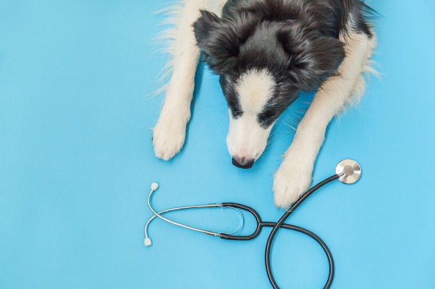 Border collie et stéthoscope isolé sur fond bleu