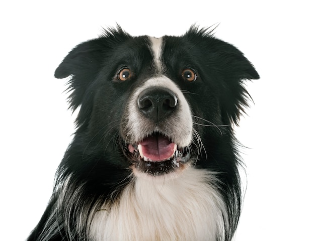 border collie en studio