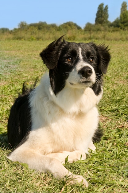 Border collie