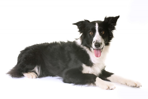 Border Collie