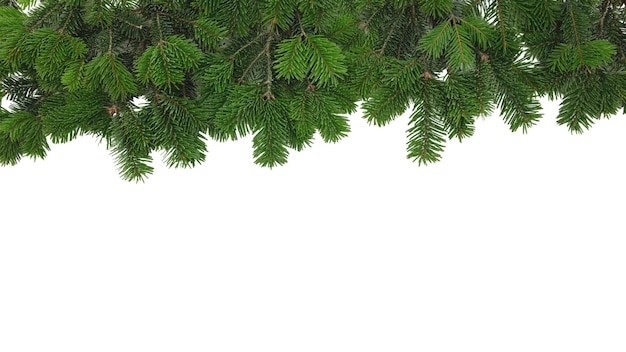 Bordure d'arbre de Noël et décoration de baies rouges isolées sur blanc transparent