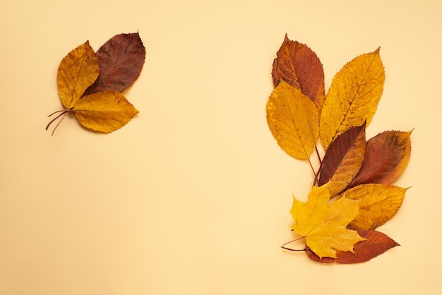 Bordure d'automne avec des feuilles sèches d'herbiercouleurs pastel