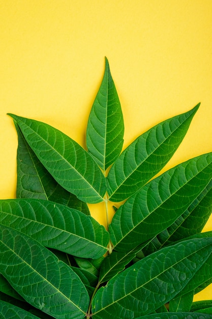 Photo bordure de cadre abstrait de feuilles vertes tropiques sur fond jaune