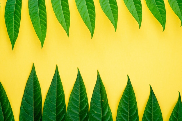 Bordure de cadre abstrait de feuilles vertes tropiques sur mur jaune, copiez l'espace pour le texte