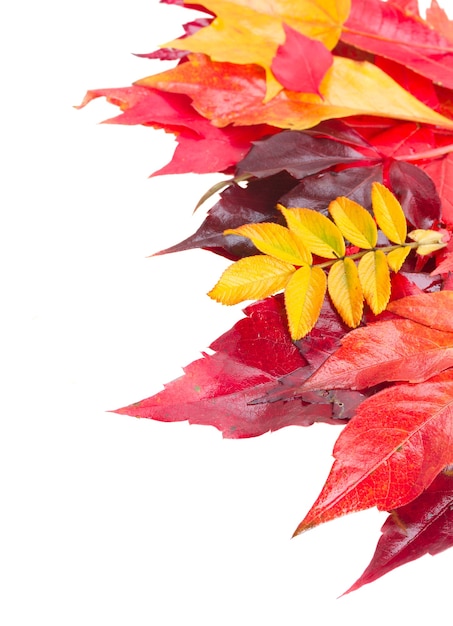 Bordure de feuilles d'automne jaune, violet et rouge isolée sur fond blanc