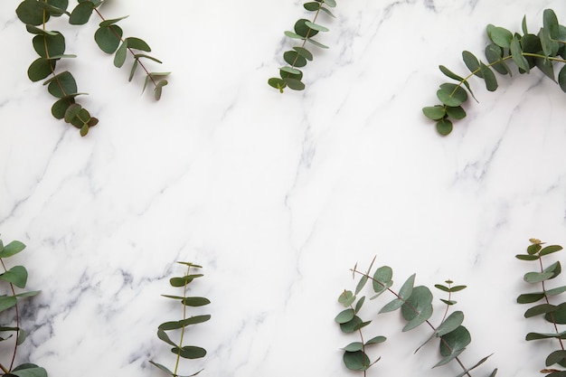 La bordure des feuilles d'eucalyptus sur un fond de marbre était plate.