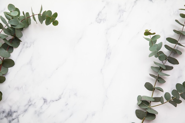 Bordure de feuilles d'eucalyptus sur fond de marbre à plat