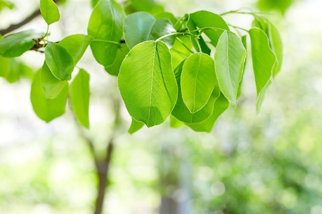 Bordure de feuilles vertes avec espace de copie