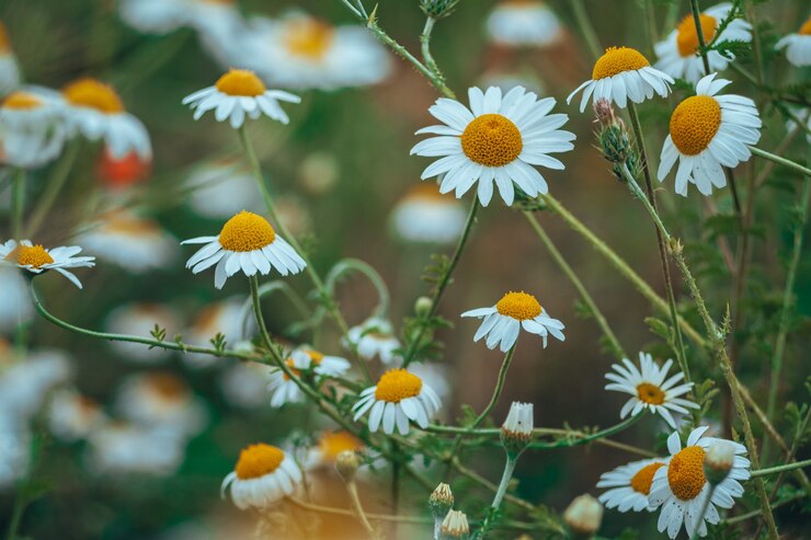 Photo bordure de fleurs des champs de camomille. belle scène de nature avec des camomilles médicales en fleurs dans le soleil. médecine alternative spring daisy. fleurs d'été. belle prairie. fond d'été