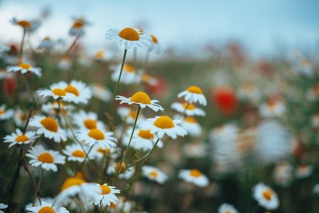 Bordure de fleurs des champs de camomille. Belle scène de nature avec des camomilles médicales en fleurs dans le soleil. Médecine alternative Spring Daisy. Fleurs d'été. Belle prairie. Fond d'été