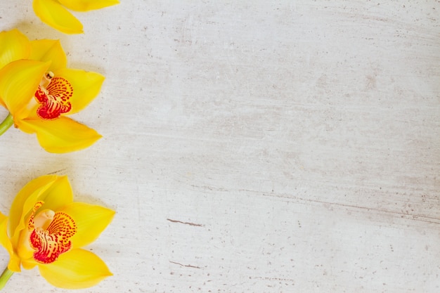 Bordure de fleurs d'orchidée jaune sur fond blanc vieilli