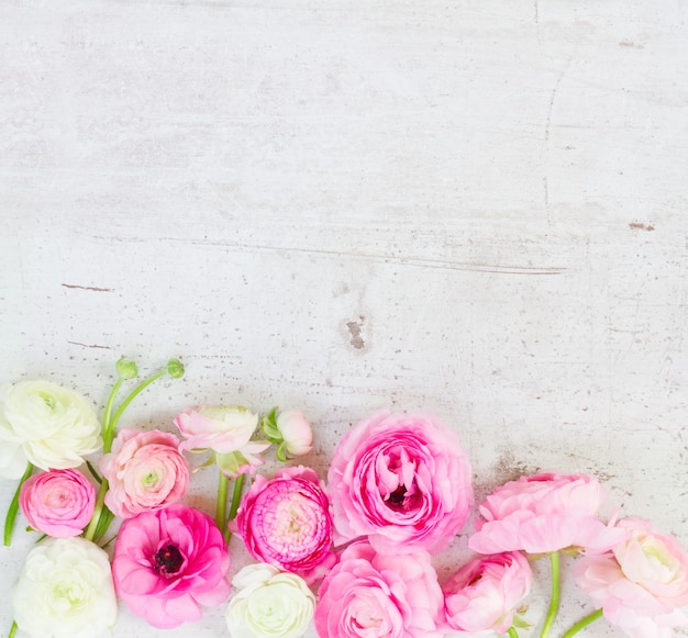 Bordure de fleurs de renoncule rose et blanc sur un bureau en bois blanc vieilli