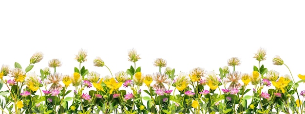 Bordure de fleurs sauvages isolé sur fond blanc