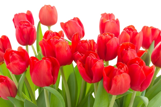 Bordure de fleurs de tulipes rouges fraîches