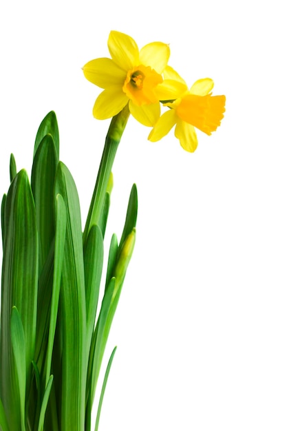 Bordure florale de printemps, belles fleurs de jonquilles fraîches, isolées sur fond blanc.